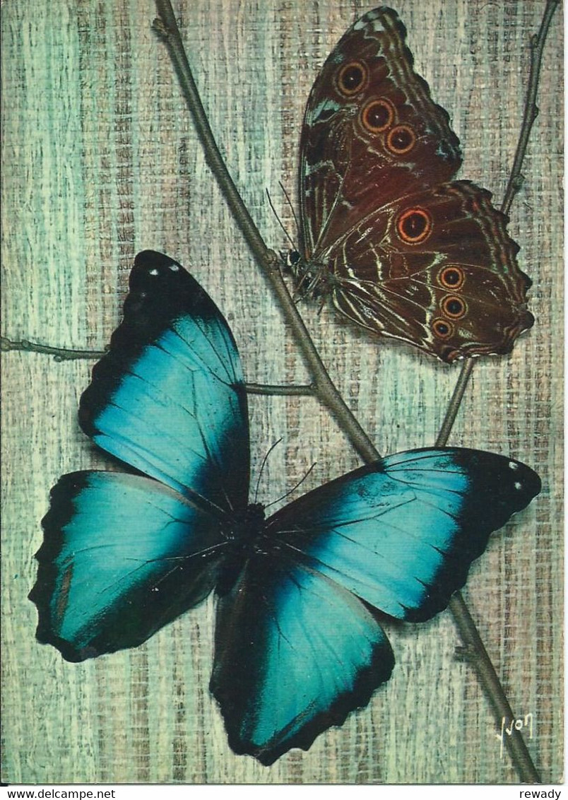 Papillons Exotiques - Butterfly - Morpho Deidamia - Guyane - Papillons