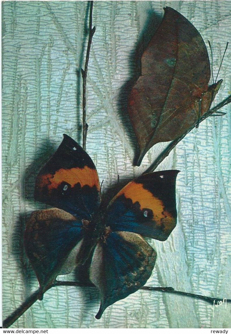 Papillons Exotiques - Butterfly - Kallima Inachus - Inde - Papillons