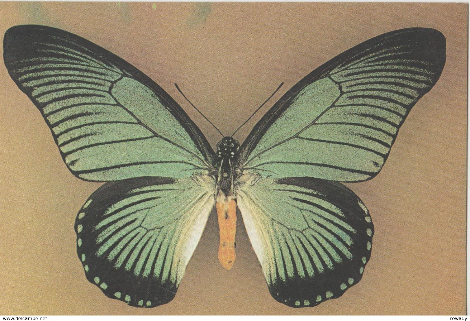 Papillon - Butterfly - Fluture - Iterus Zalmoxis - Papillons