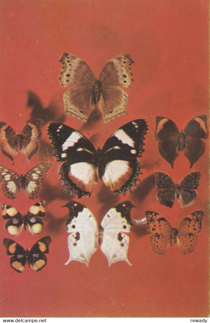 Papillon - Butterfly - Fluture - Papillons Africains - Papillons