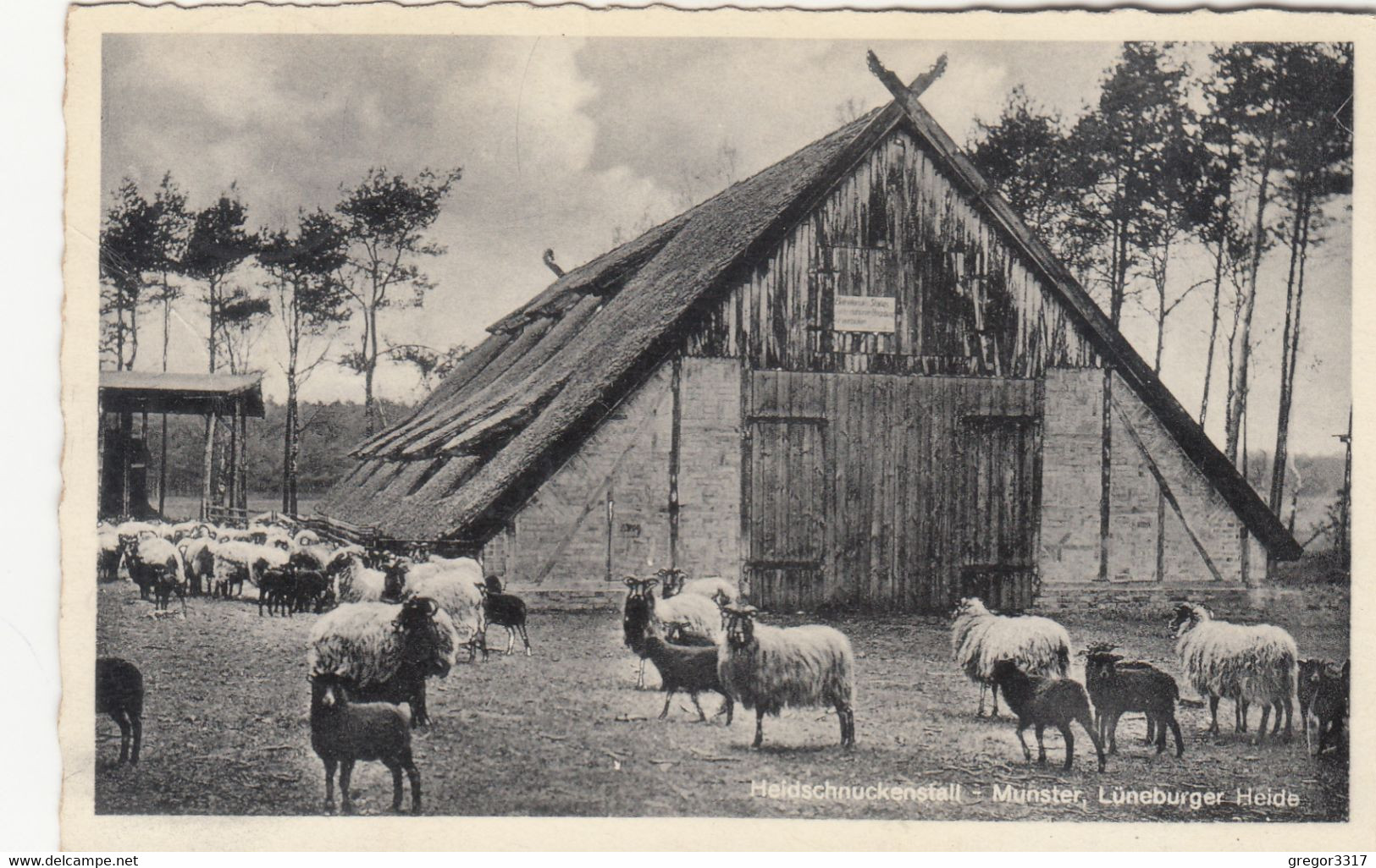 B9484) HEIDSCHNUCKENSTALL - MUNSTER - Lüneburger Heide Mit Vielen Schafen ALT 1935 - Munster