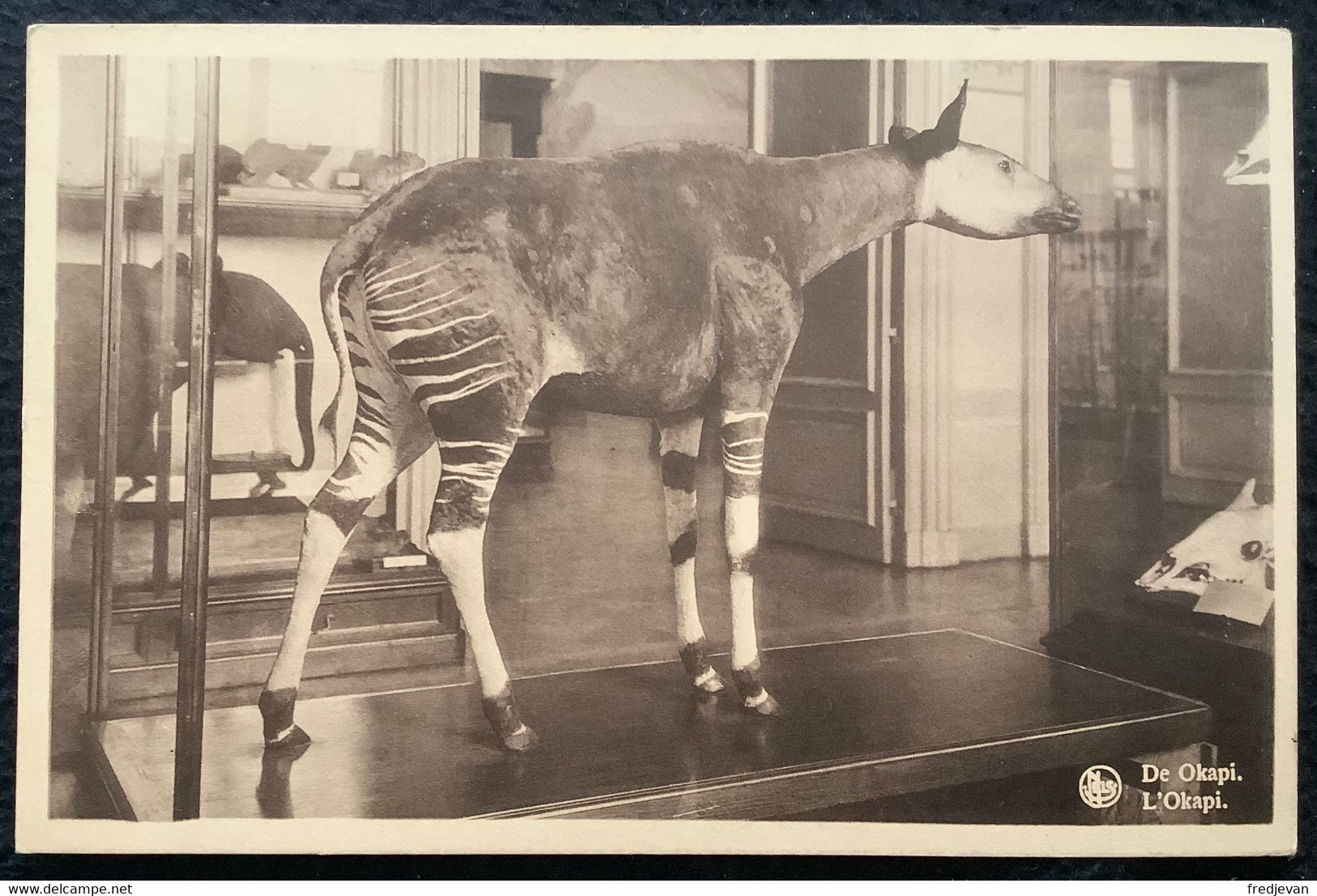 Tervuren - Museum Van Belgisch Congo / De Okapi - Tervuren