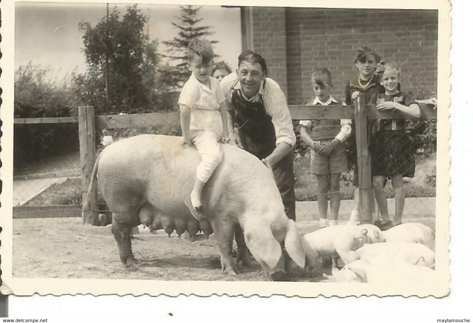 Kelmis  ??????ou Region A Veritier Eleveur De Cochons (photo 9.5x6.5 - Kelmis