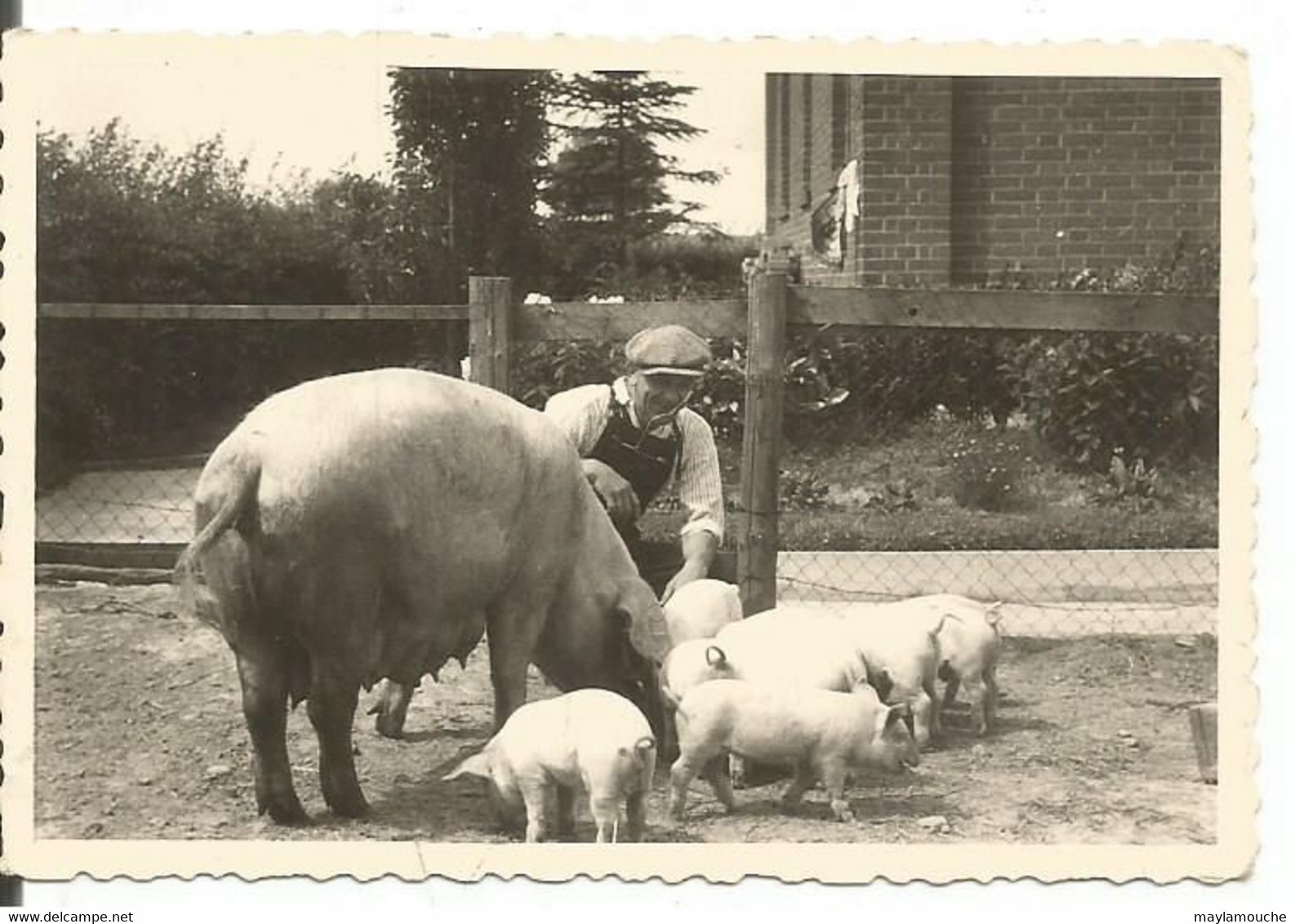 Kelmis  ??????ou Region A Veritier Eleveur De Cochons (photo 9.5x6.5 - Kelmis