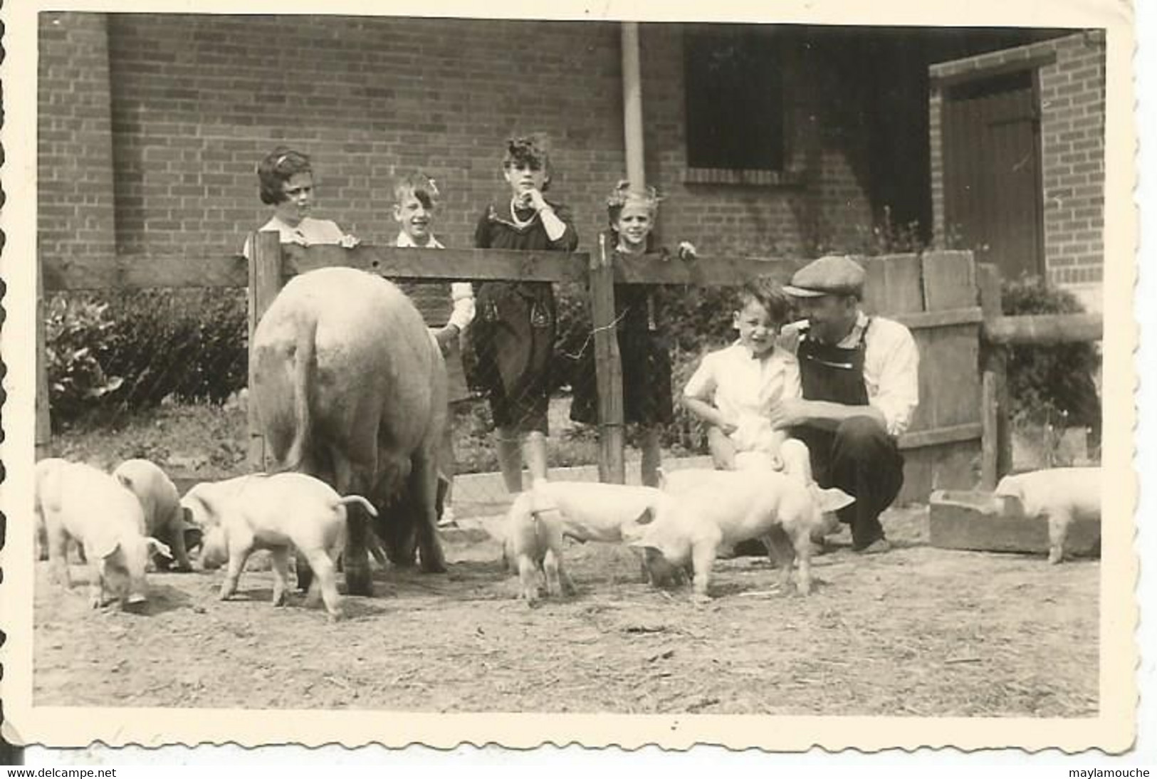 Kelmis  ??????ou Region A Veritier Eleveur De Cochons (photo 9.5x6.5 - La Calamine - Kelmis