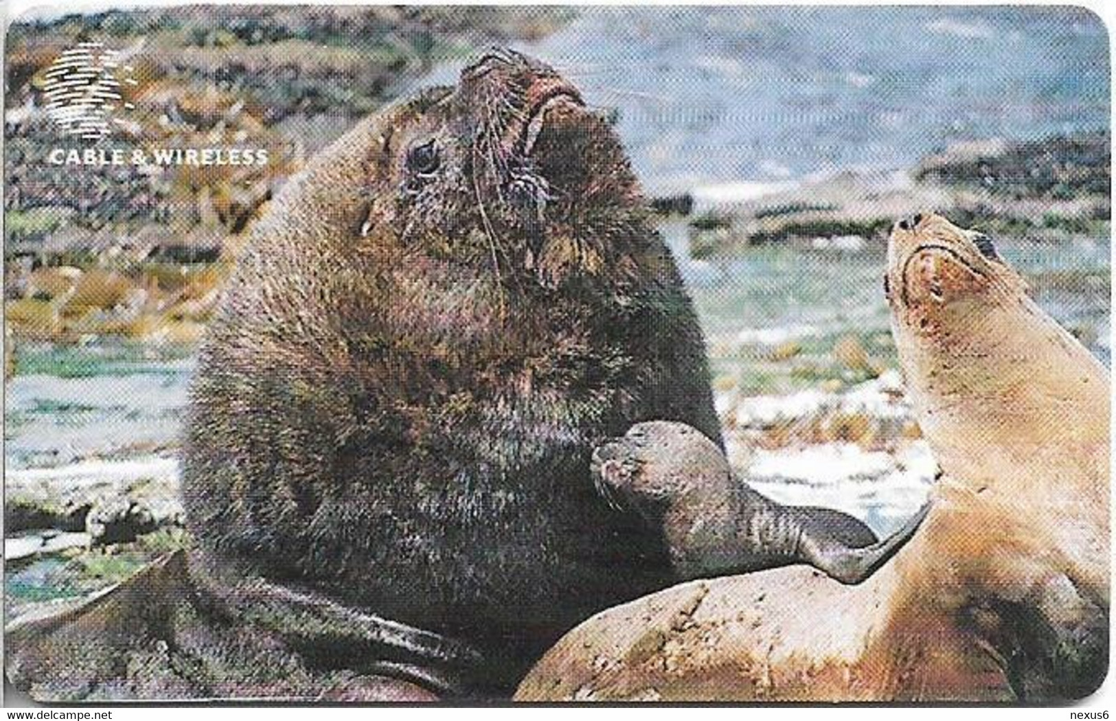 Falklands - C&W (Chip) - Family Of Sea Lions, 2000, 10£, 14.000ex, Used - Falklandeilanden