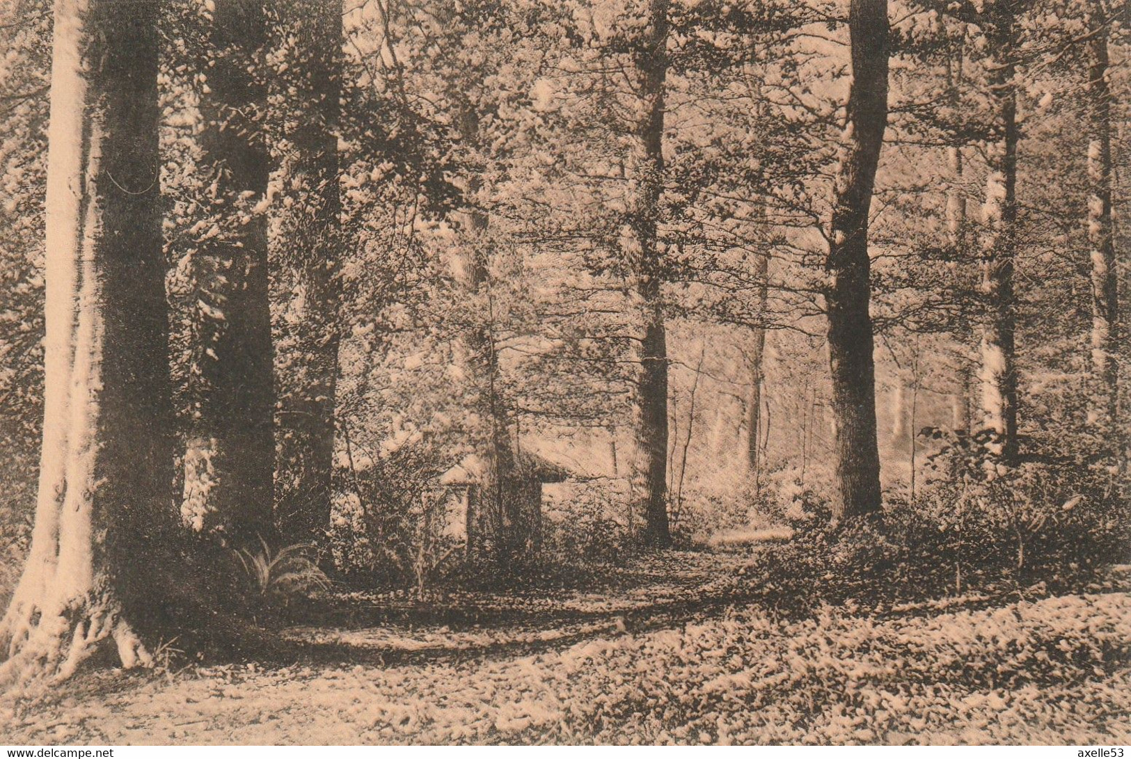 Bruxelles Bel. (6611) Fôret De Soignes - Vallon Des Enfants Noyés - Bossen, Parken, Tuinen