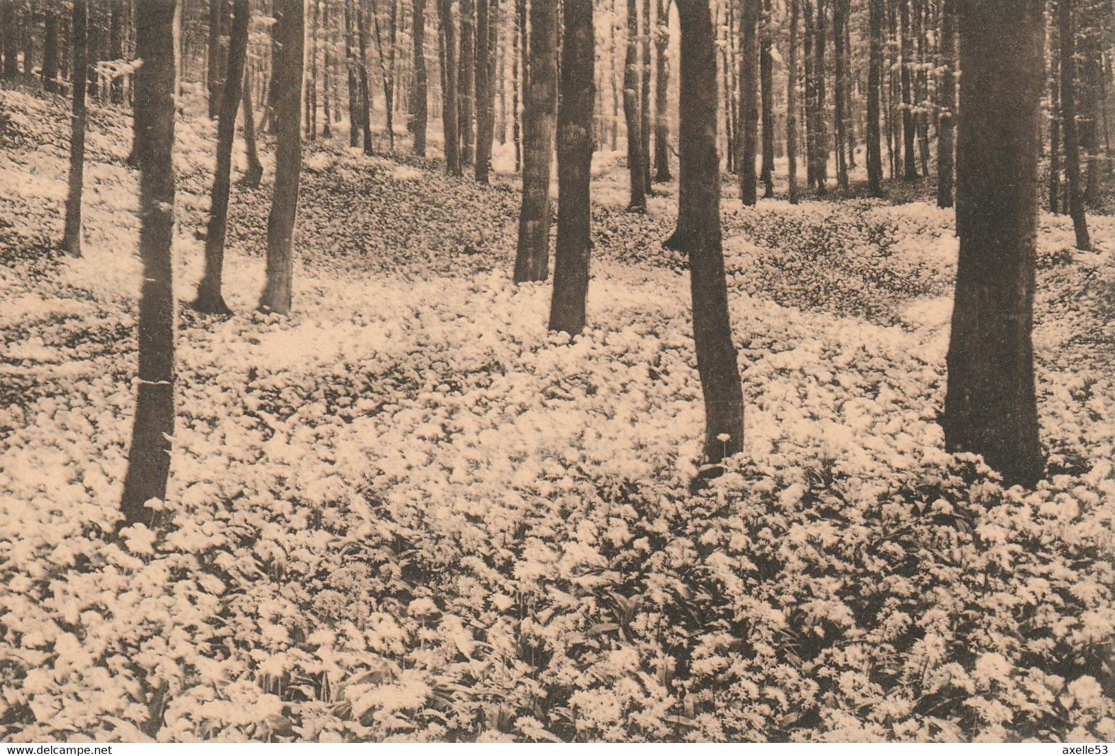 Bruxelles Bel. (6615) Fôret De Soignes - Floraison De L'Ail Des Ours ( Vallon Des Ails) - Bossen, Parken, Tuinen