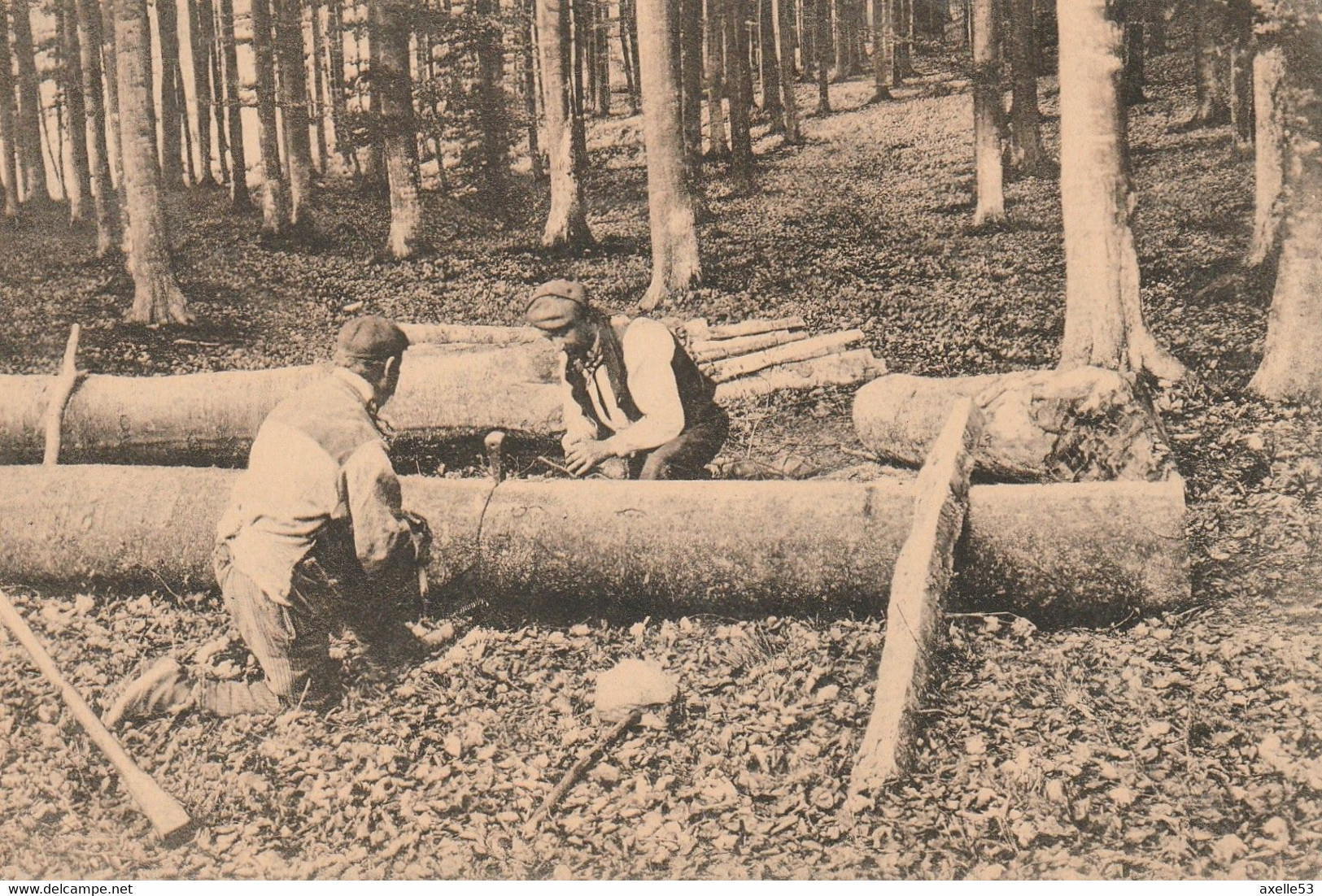 Bruxelles Bel. (6617) Fôret De Soignes - Environs Des Quatre-Bras - Forêts, Parcs, Jardins