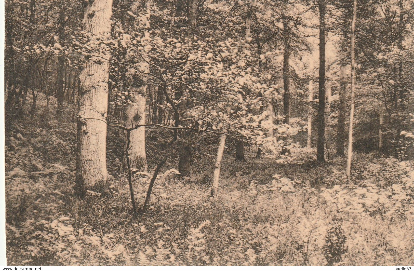 Bruxelles Bel. (6618) Fôret De Soignes - Futaie Sur Taillis (Triage De Boendael) - Bossen, Parken, Tuinen