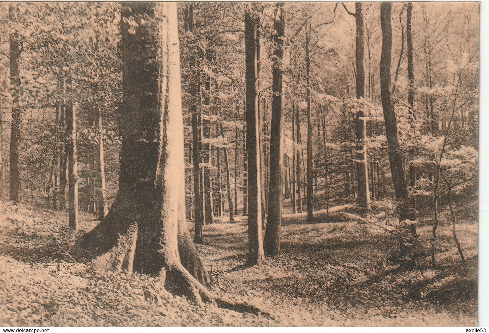 Bruxelles Bel. (6619) Fôret De Soignes - Au Vallon Des Palissades - Bossen, Parken, Tuinen