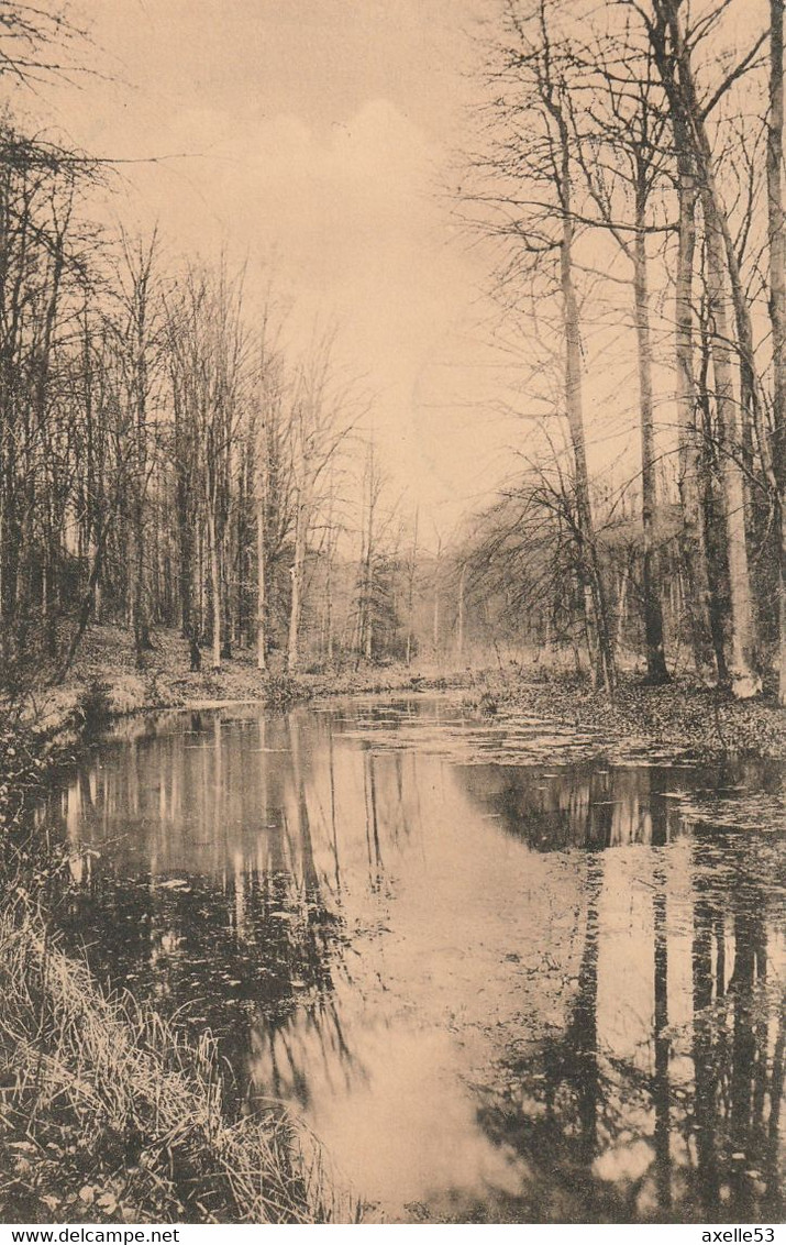 Bruxelles Bel. (6624) Fôret De Soignes - Etang De L'Ermite (Vallon De La Vuylbeek) - Bossen, Parken, Tuinen