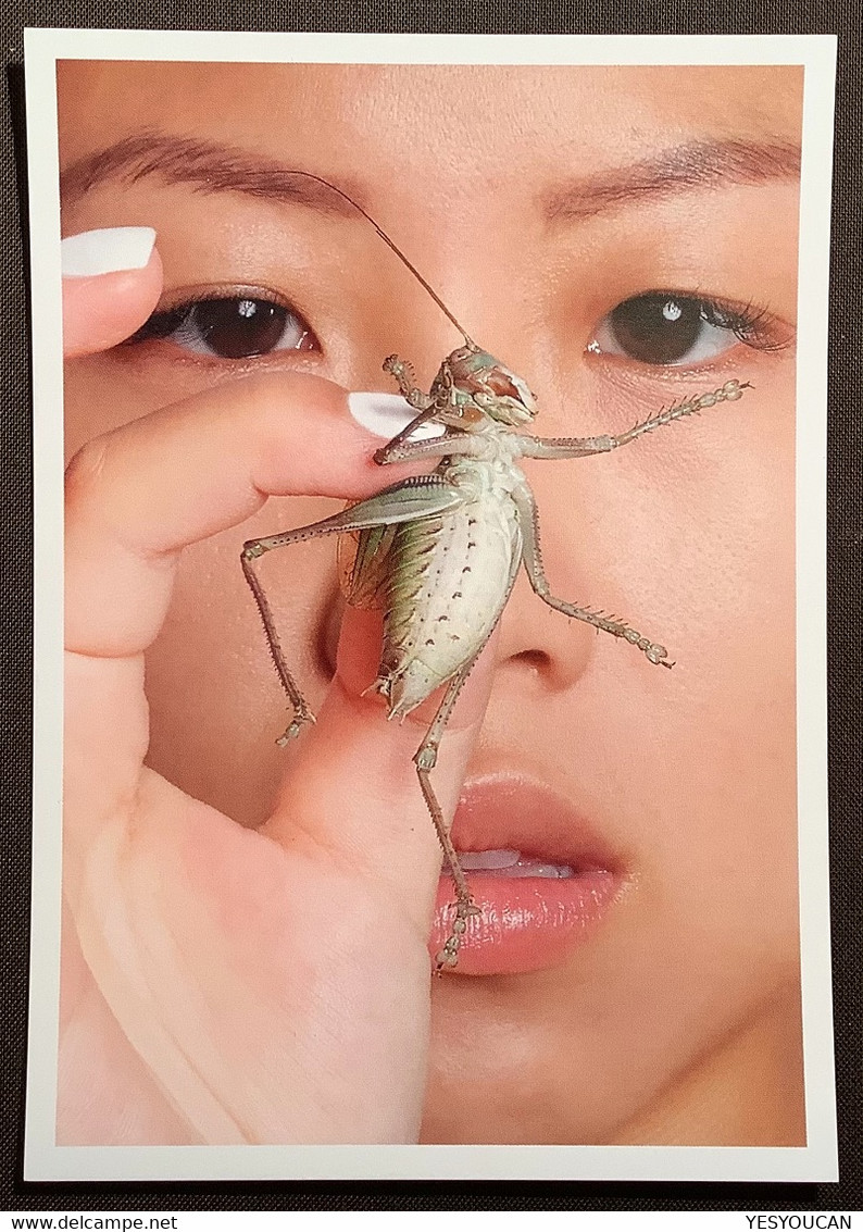 LAURENCE KUBSKI 2019 Famous Swiss Photographer Original Post Card "Crickets Chinese Insect Pets" (China Art Photography - Altri & Non Classificati