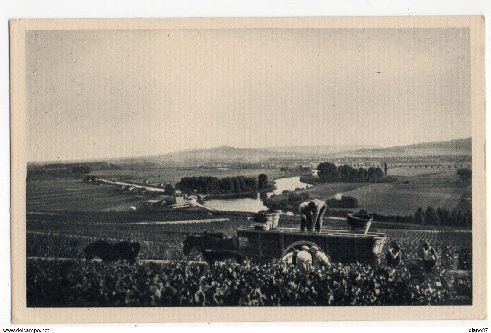 CPA    METIERS DE LA VIGNE     50   HAUVILLERS    -      SCENE DE VENDANGES  ATTELAGE - Artisanat