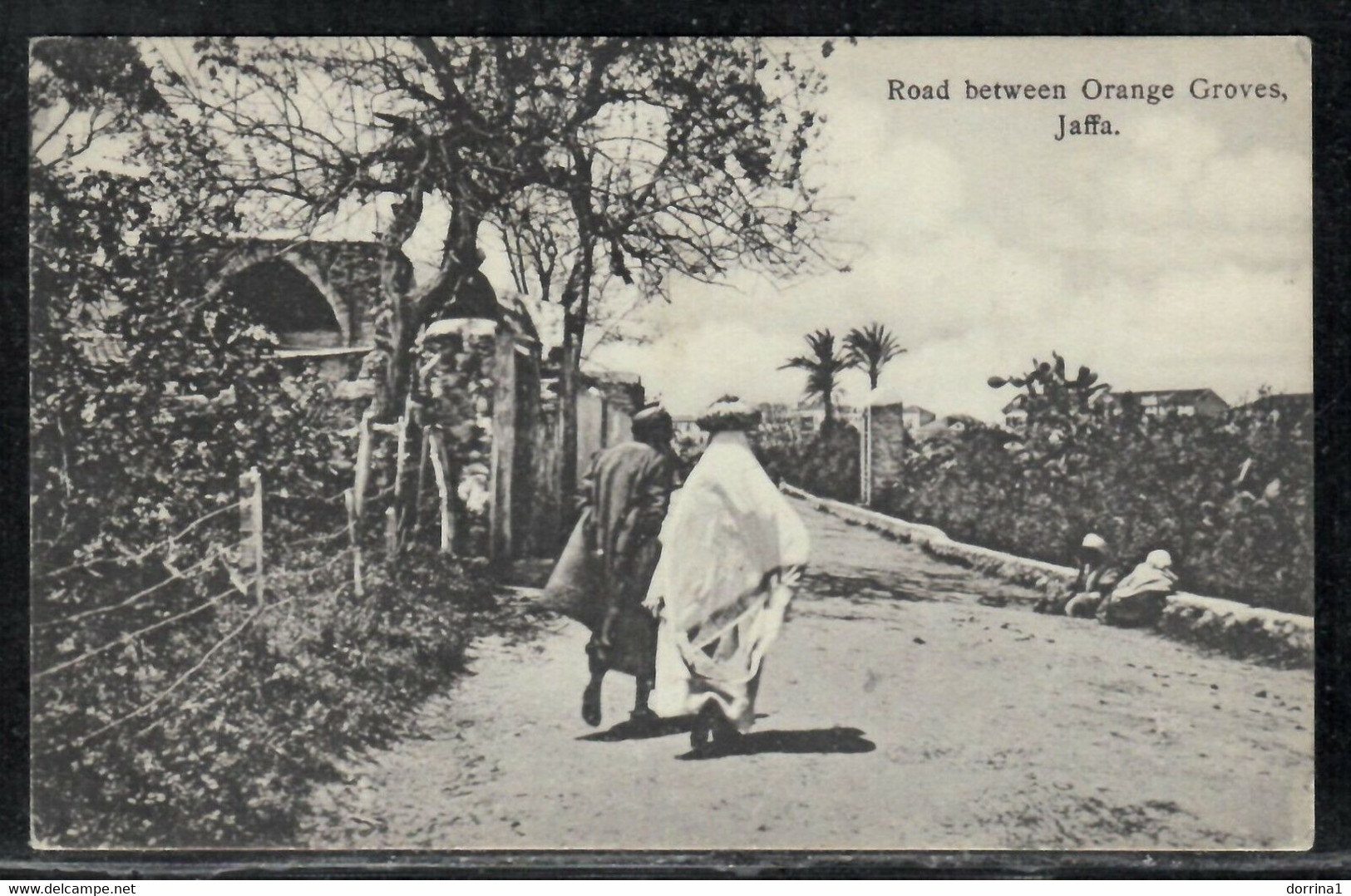 Jaffa - Road Between Orange Groves Palestine Photo Postcard Printed In England - Palestine