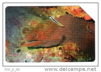 Italy - 1561 Golden - La Murena - Fish - 31.12.04 - Only 25.000ex. - Öff. Themen-TK
