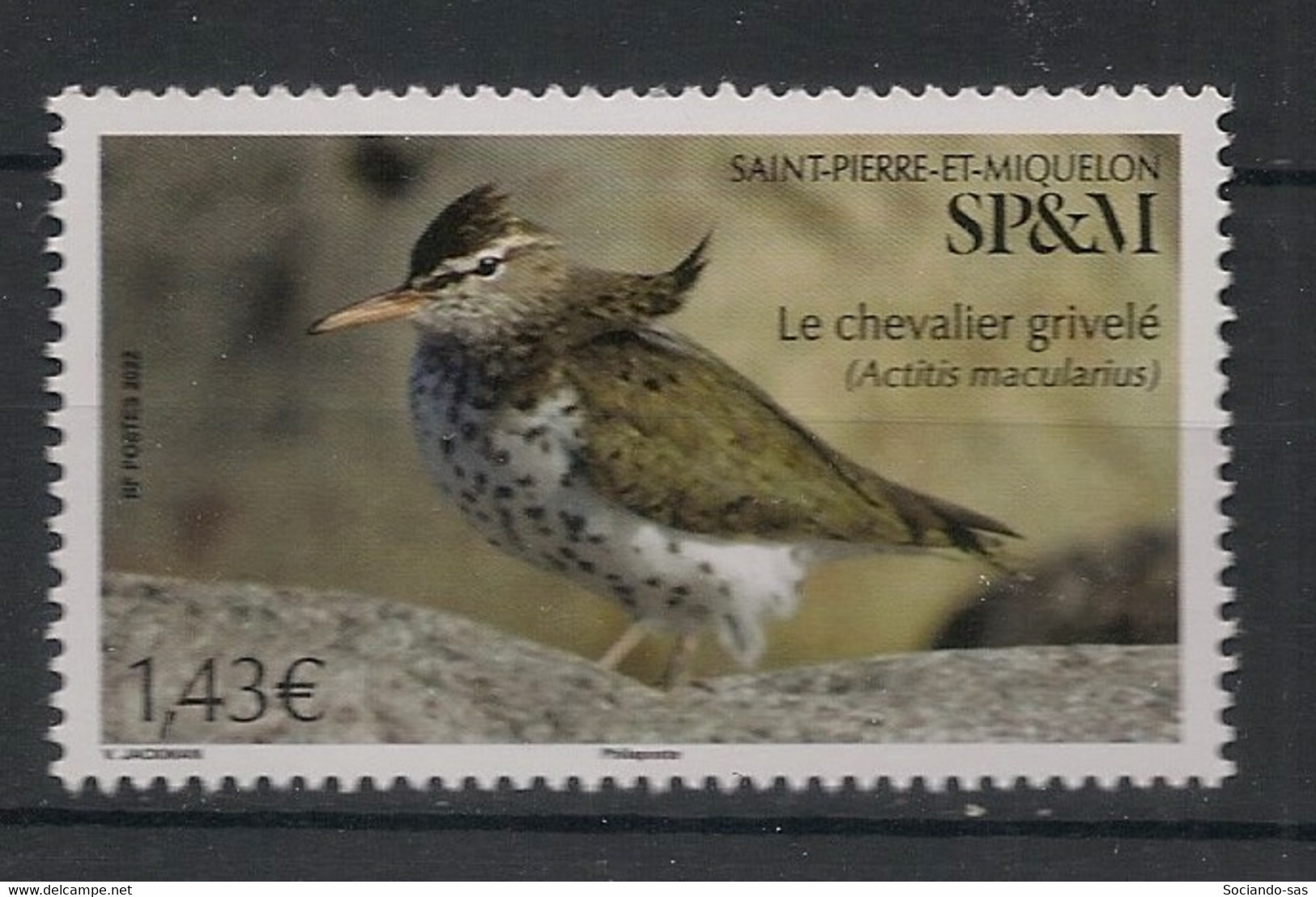 SPM - 2022 - N°Yv. 1277 - Oiseau / Chevalier - Neuf Luxe ** / MNH / Postfrisch - Mussen