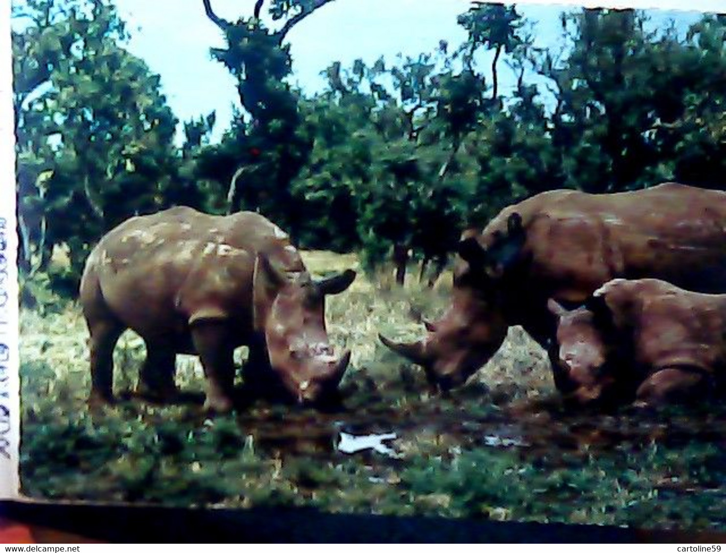 EAST AFRICA  RINOCERONTE RINOCERONTI KENYA STAMP SHELL CONCHIGLIE 1 + 0,5  1973 IY4079 - Rhinocéros