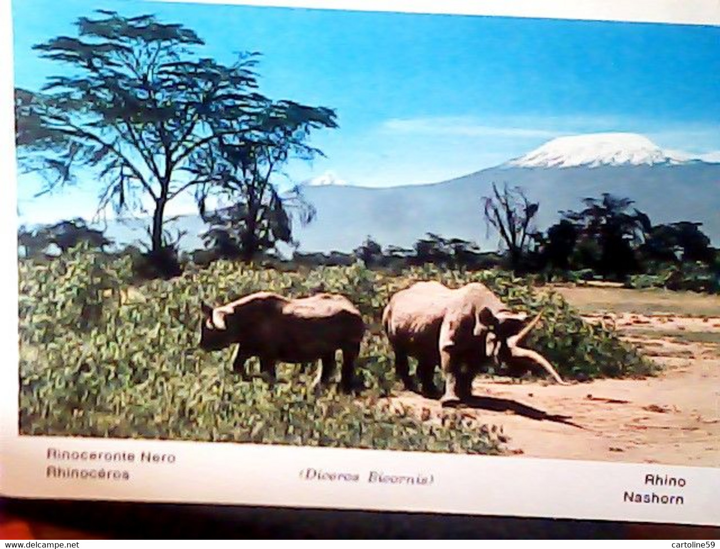 AFRICA  RINOCERONTE RINOCERONTI NERO  N1970 IY4080 - Rhinocéros