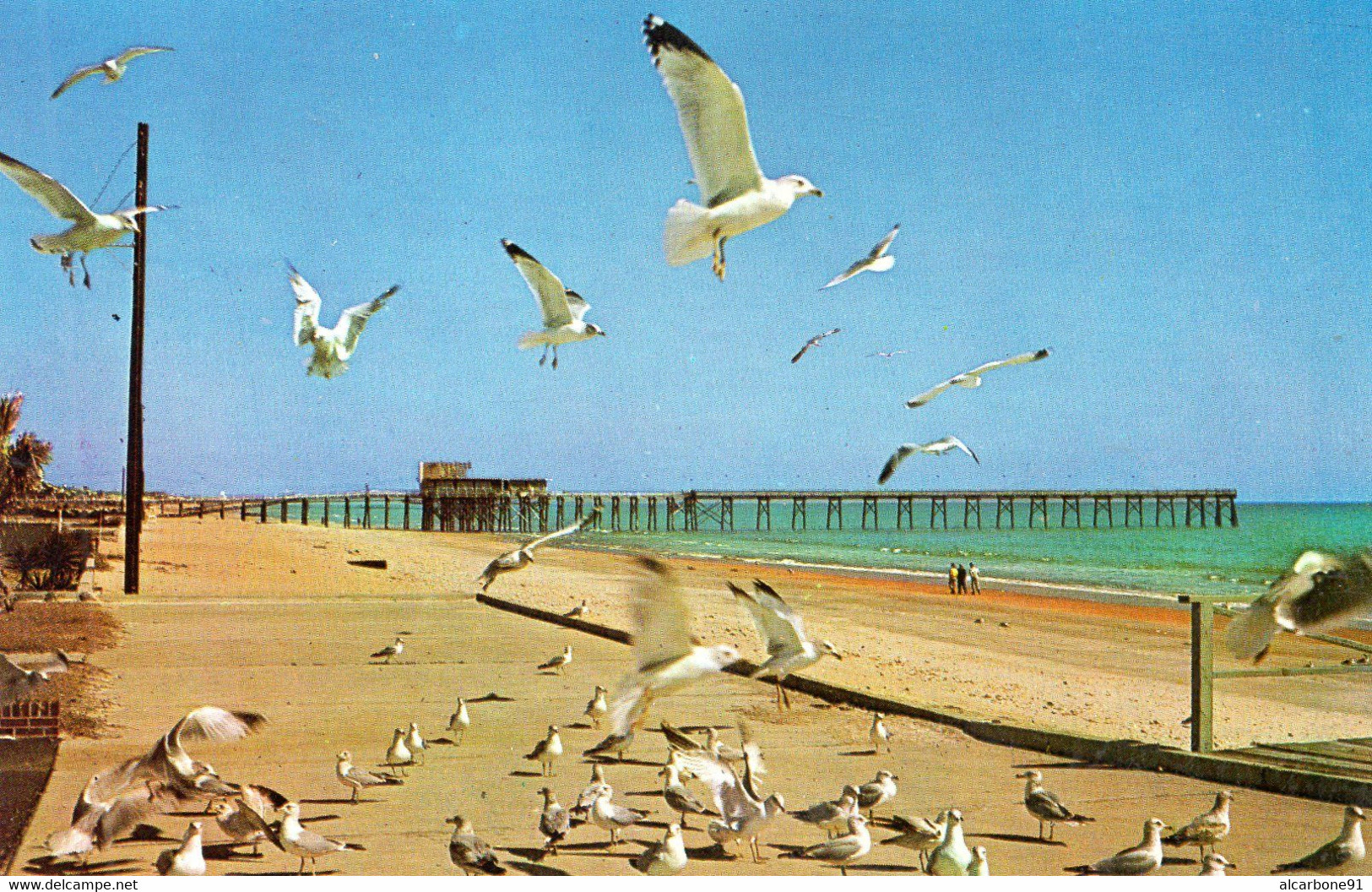 MYRTLE BEACH - Sea Gulls On The Boardwalk - Myrtle Beach