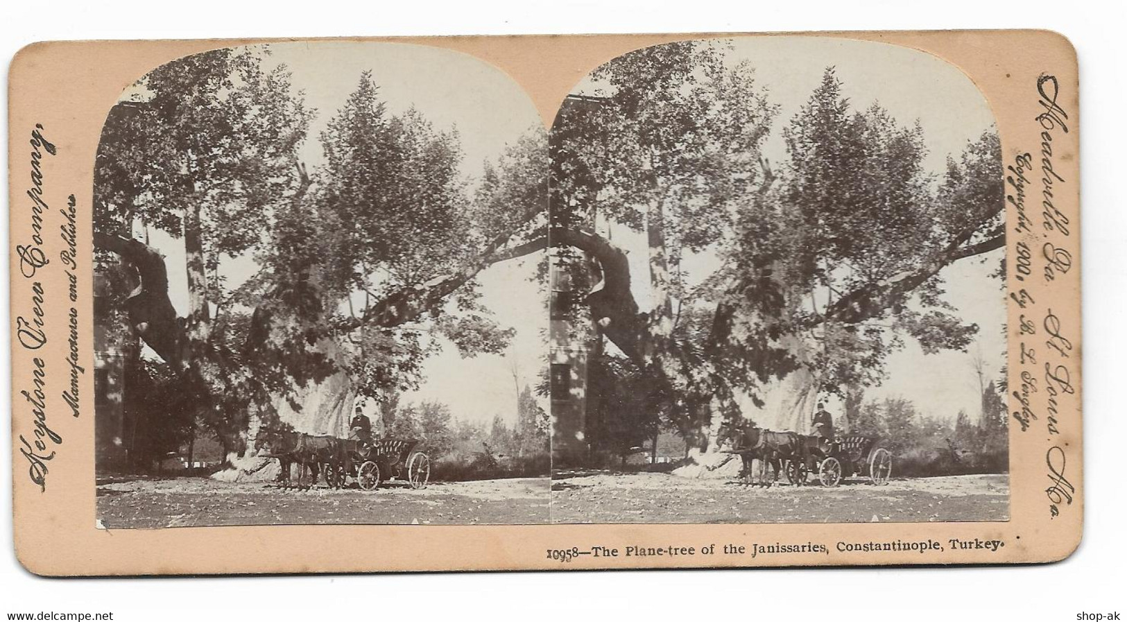 XX17274/ Stereofoto Türkei Plane-Tree Of  The Janissaries  Baum  Foto 1900 - Turkey