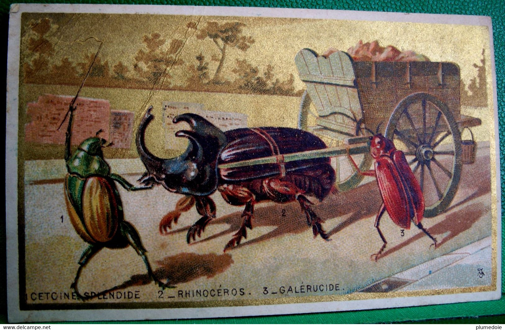 CHROMO XIX è, Rare, ATTELAGE CETOINE RHINOCEROS GALERUCIDE  Insecte Humanisé   Old Advert Card DRESSED INSECT CART - Animals