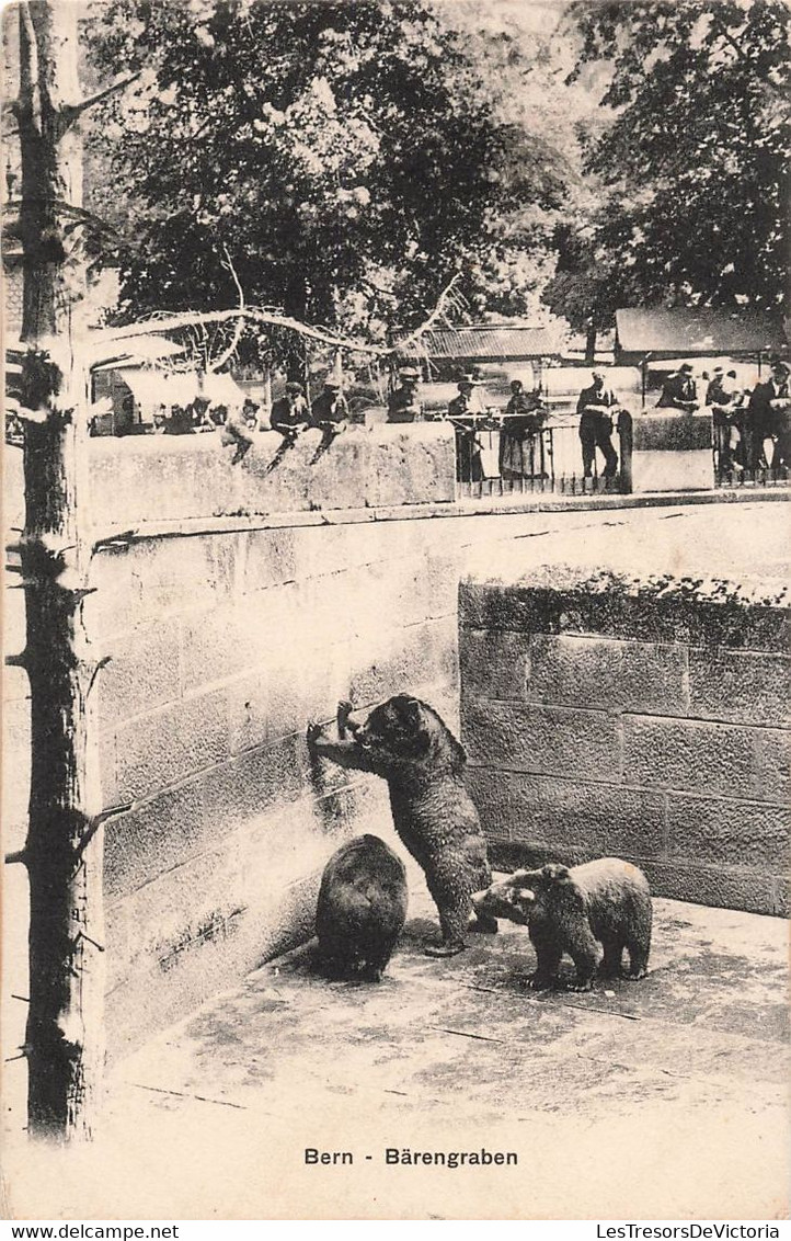 CPA OURS - Animaux - Bern - Barengraben - Fosse Aux Ours - Animé - Bears