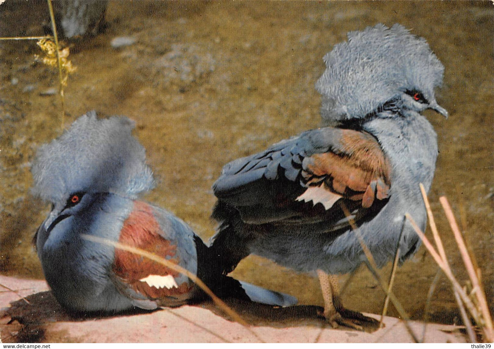 Zoo Parc Des Oiseaux Villars Les Dombes Gouras - Villars-les-Dombes