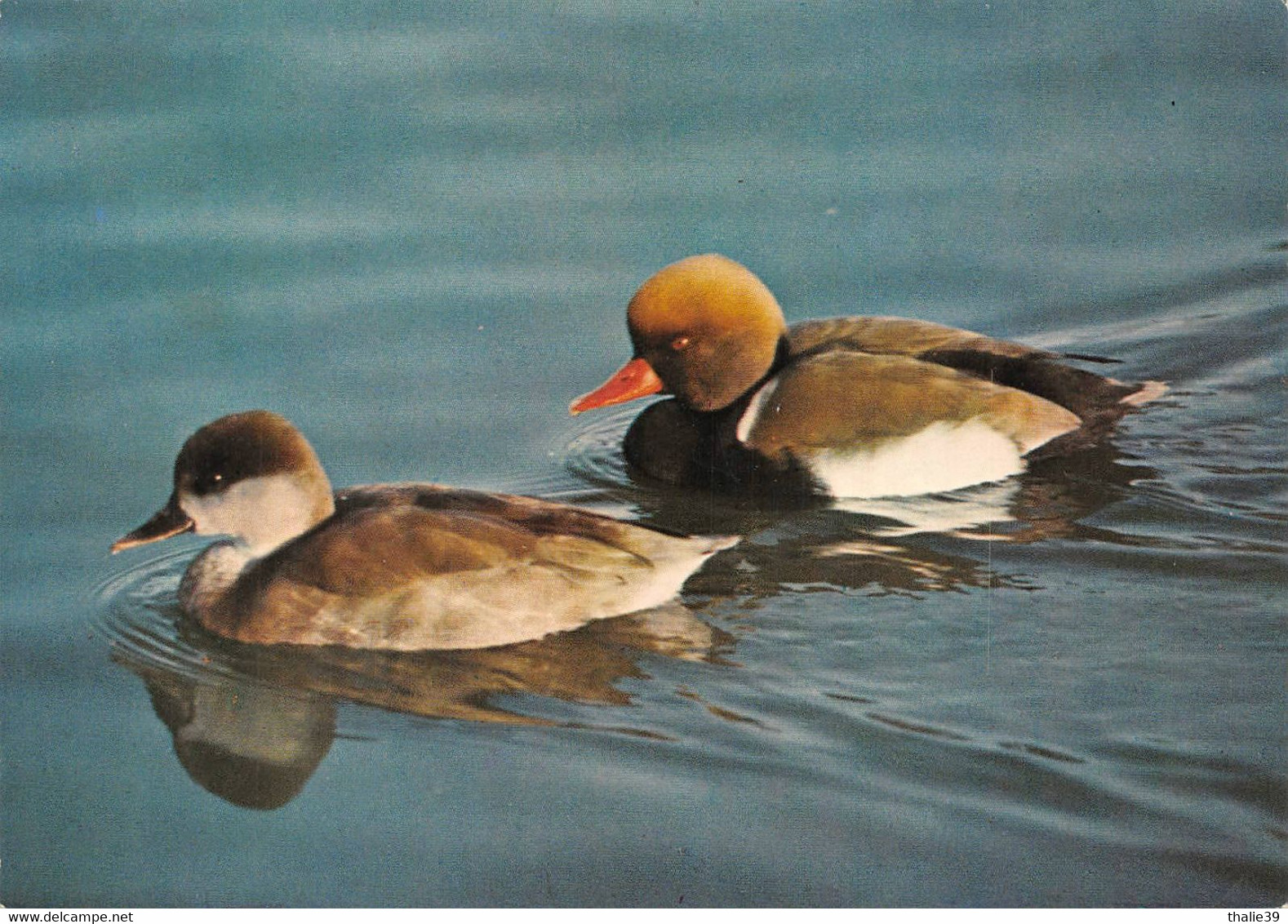 Zoo Parc Des Oiseaux Villars Les Dombes Canard Nette Rousse - Villars-les-Dombes