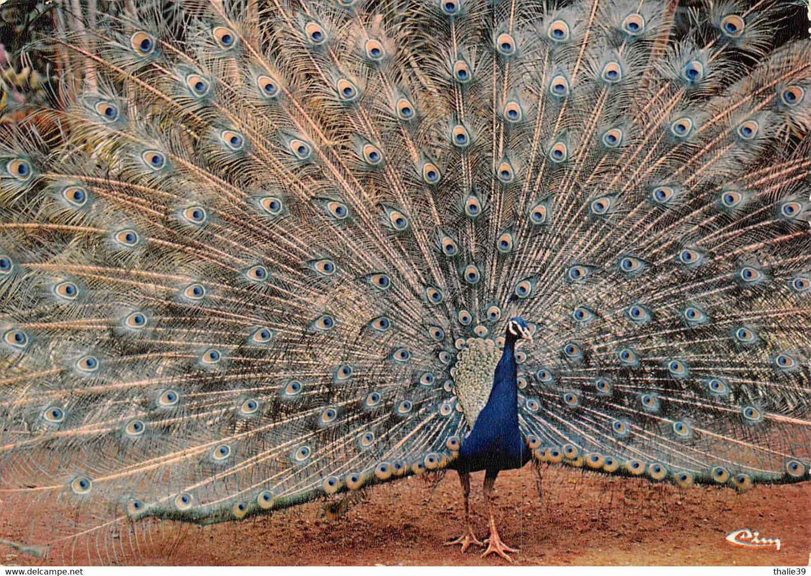 Zoo Parc Des Oiseaux Villars Les Dombes Paon - Villars-les-Dombes