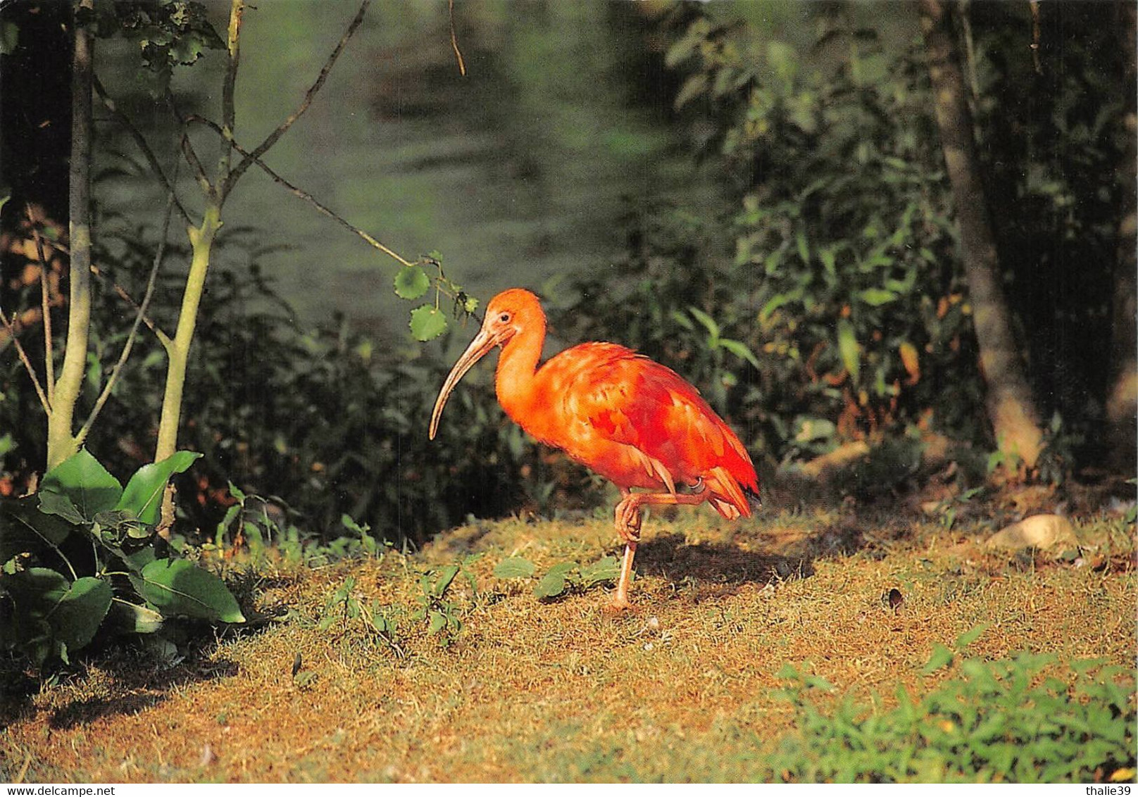 Zoo Parc Des Oiseaux Villars Les Dombes Ibis - Villars-les-Dombes