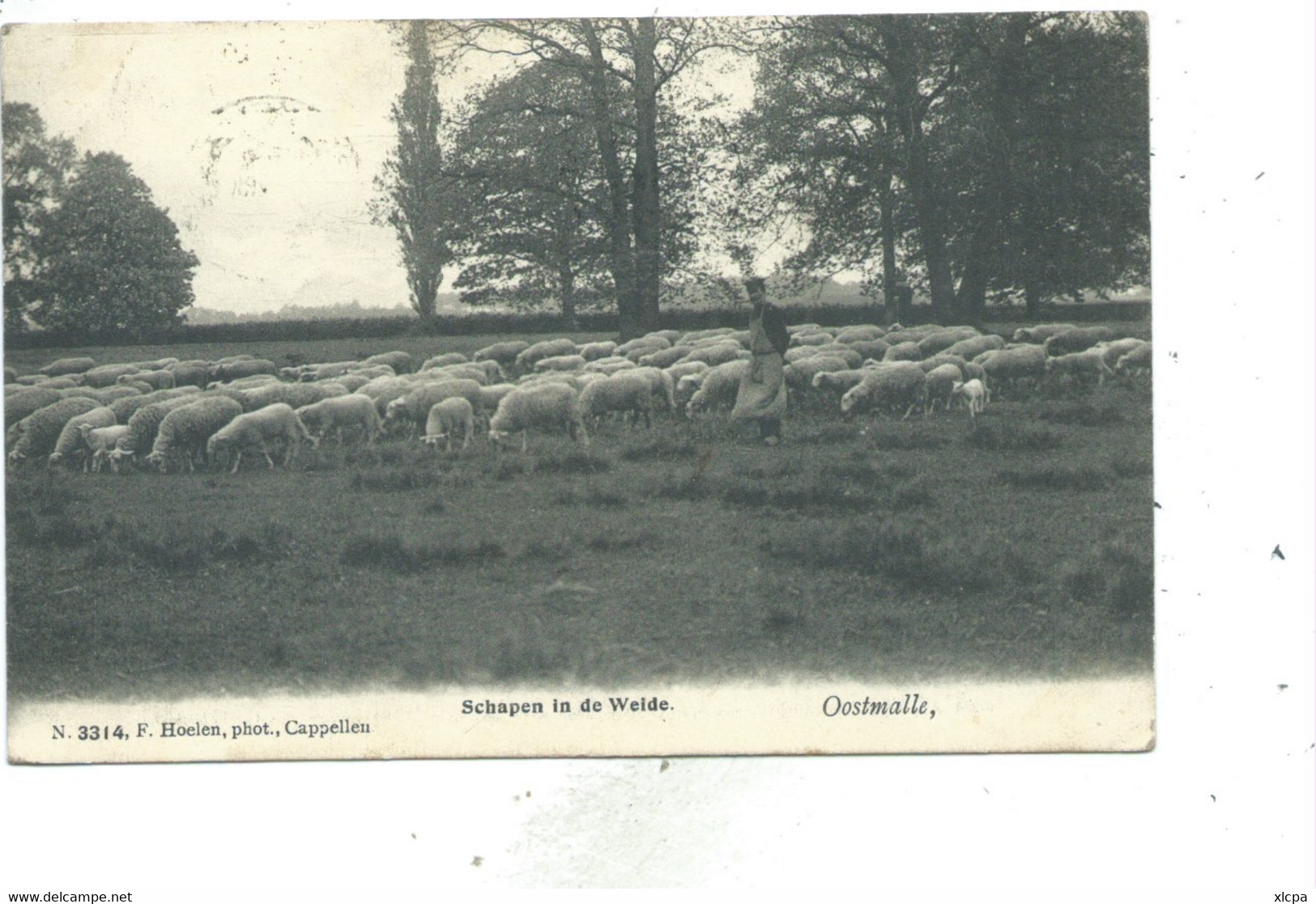 Oostmalle Schapen In De Weide Hoelen Nr 3314 - Malle