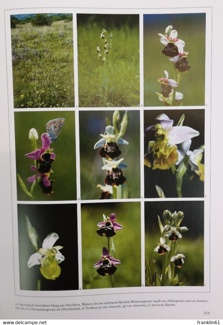 Orchideen. Die Orchideen Mitteleuropas und der Alpen.