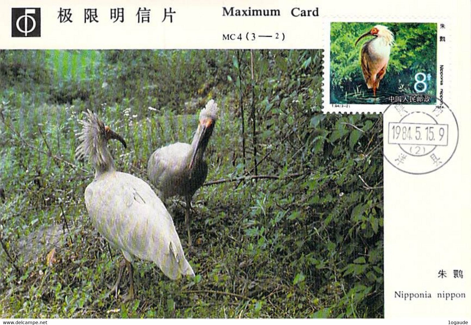 CHINE CARTE MAXIMUM NUM.YVERT 2653 - CRESTED IBIS - JAPANESE CRESTED IBIS - Cartes-maximum