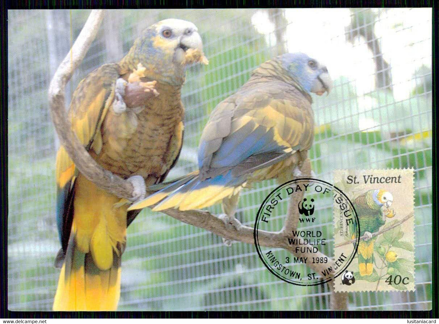 SÃO VICENTE E GRANADINAS - FILATELIA - MÁXIMOS - Parrot.  (Ed. WWF / Photo: Vireo / G.S.Glenn) Carte Postale - Saint-Vincent-et-les Grenadines