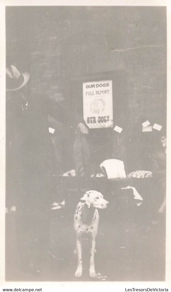 Photographie D'un Chien - Dalmatien Devant Une Affiche Our Dogs Full Report - 6.5x11cm - Sonstige & Ohne Zuordnung