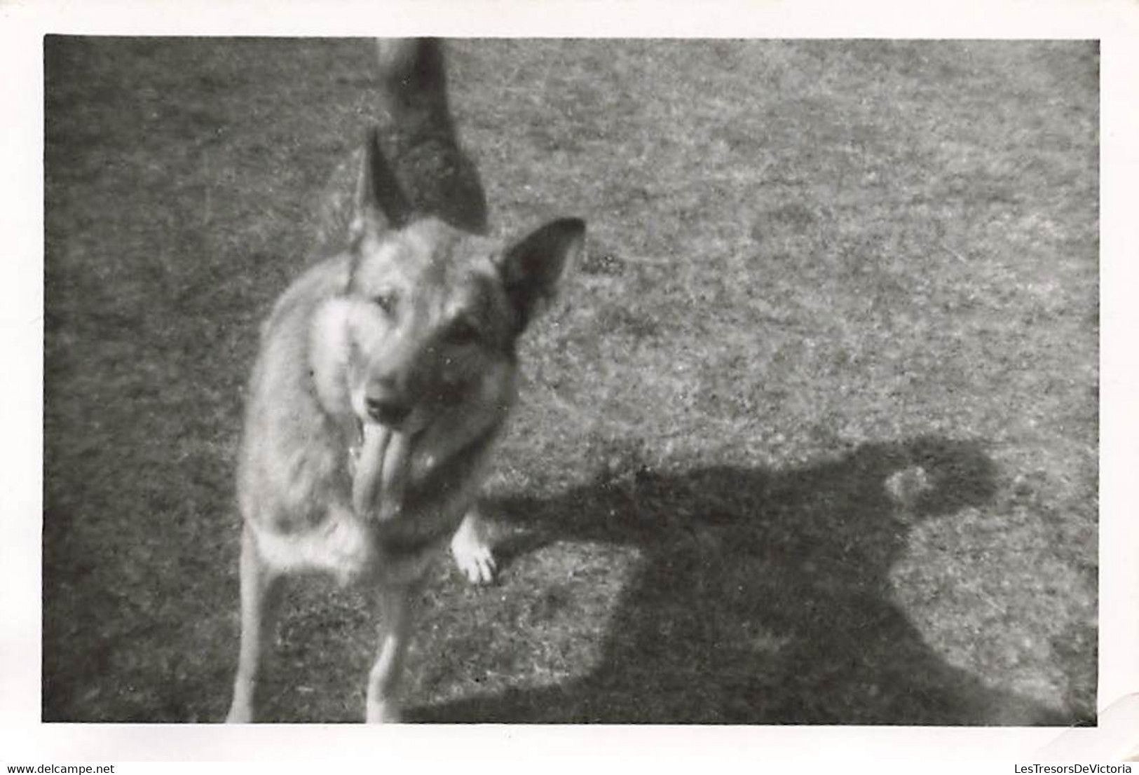 Lot De 4 Photographies De Chiens De Différentes Races - 6x9cm - Sonstige & Ohne Zuordnung