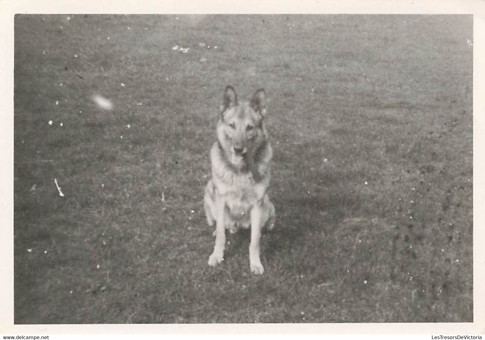 Lot de 4 Photographies de chiens de différentes races - 6x9cm