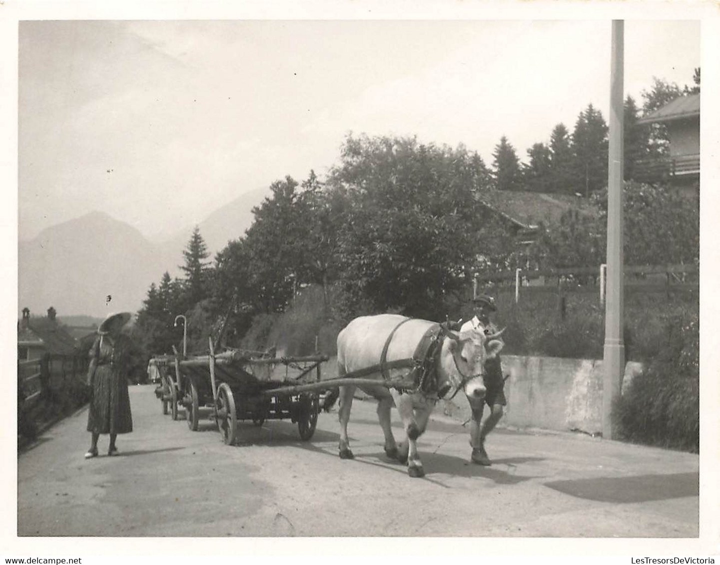 Photographie D'un Attelage Tiré Par Un Boeuf - Longue Charette - Transport AT IGLS - Format 9x13cm - Sonstige & Ohne Zuordnung