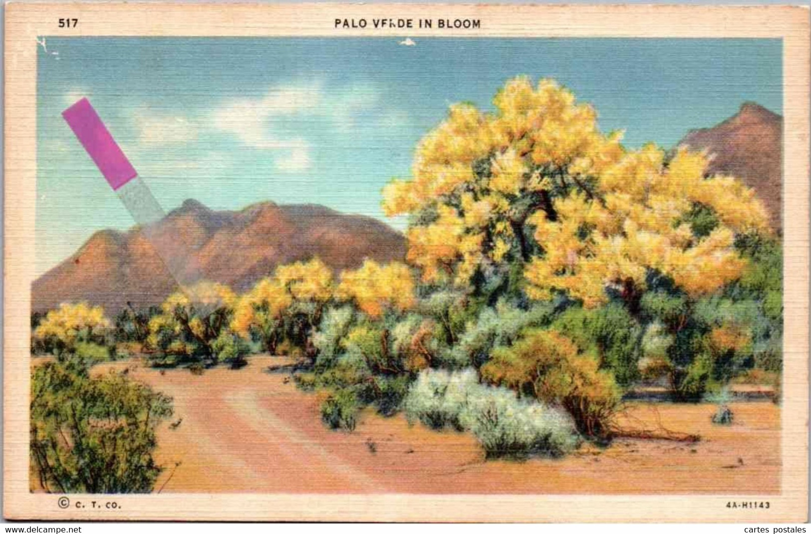 Palo Verde In Bloom - Autres & Non Classés