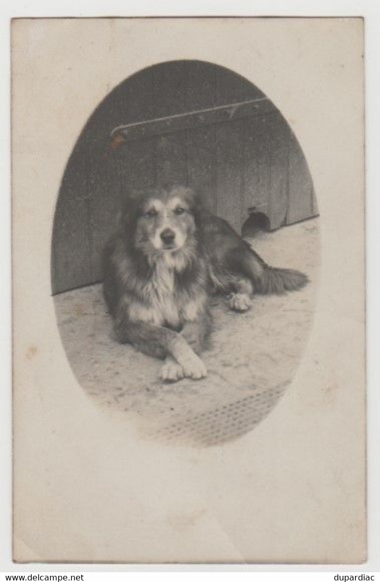 65 - Hautes Pyrénées /  Carte Photo D'un Chien, Adressée à Maubourguet, "Reconnaissez-vous Votre Ami ?". - Maubourguet