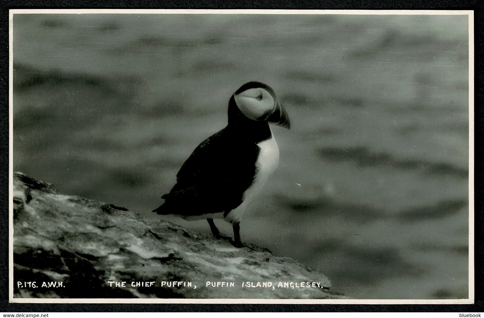 Ref 1579 - Real Photo Postcard - The Chief Puffin - Puffin Island Anglesey Wales - Bird Theme - Anglesey