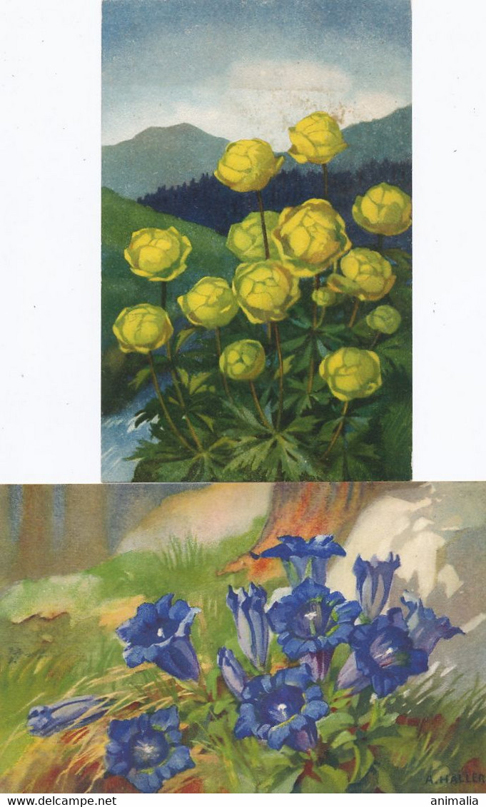 Anna Haller Suisse 5 Cartes Fleurs - Haller, A.