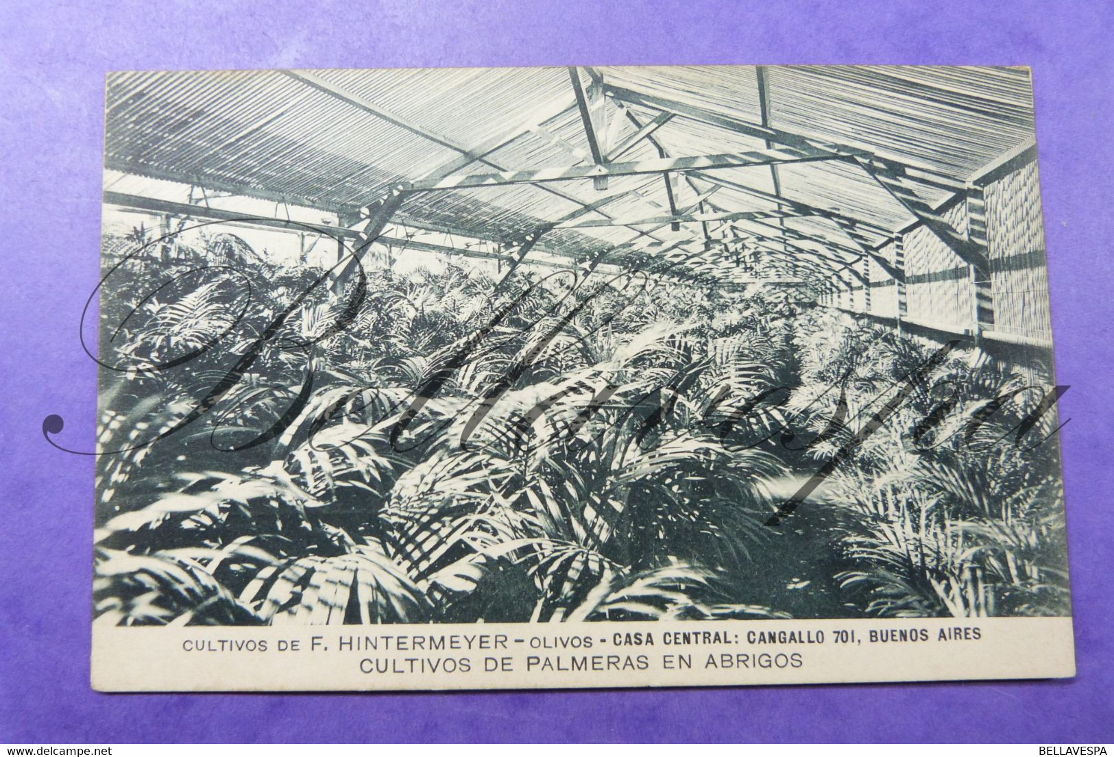 Argentina  Buenos Aires Culitivos De F.Hintremeyer Olivos Cangallo 701 Palmeras En Abrigos - Argentina