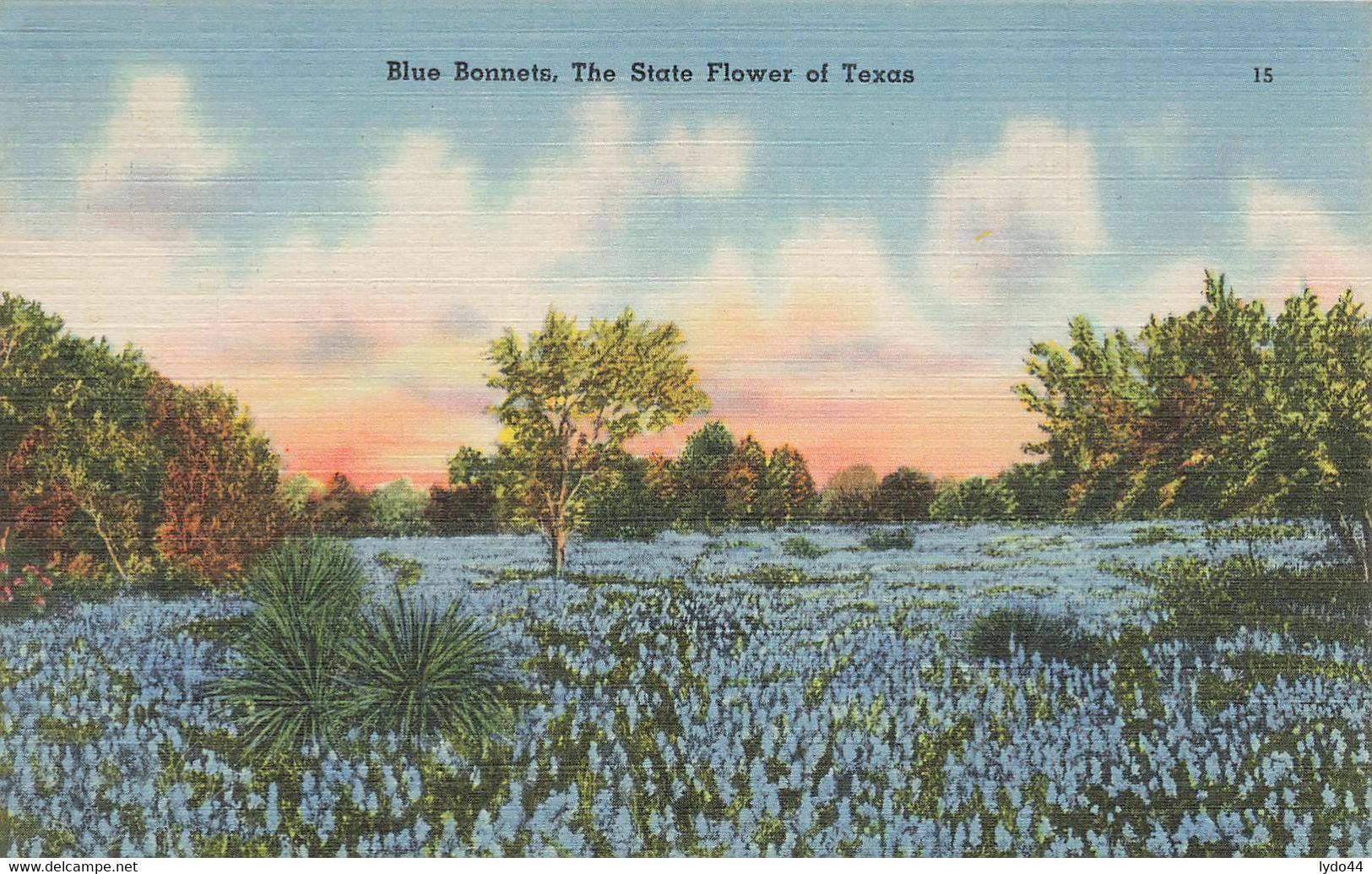 TEXAS ,  Blue Bonnets , The State Flower Of Texas - San Antonio