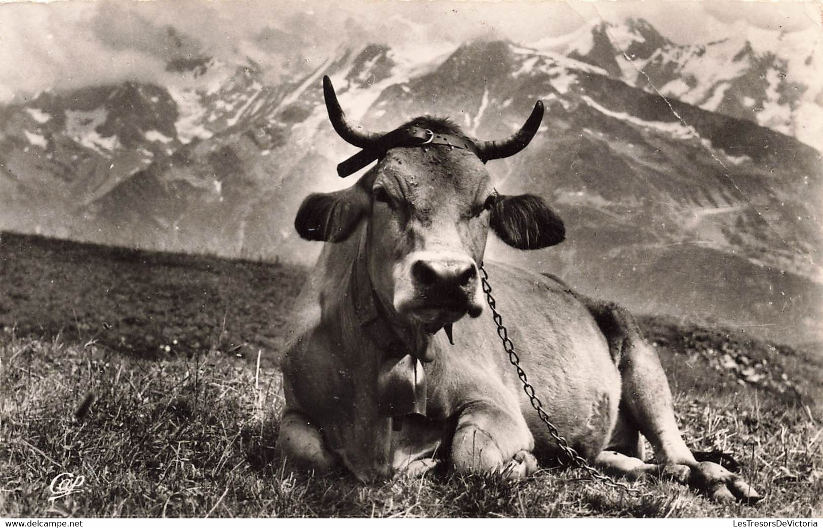 CPA Une Belle Tarine à L'alpage - Vache Avec Une Cloche - Vaches