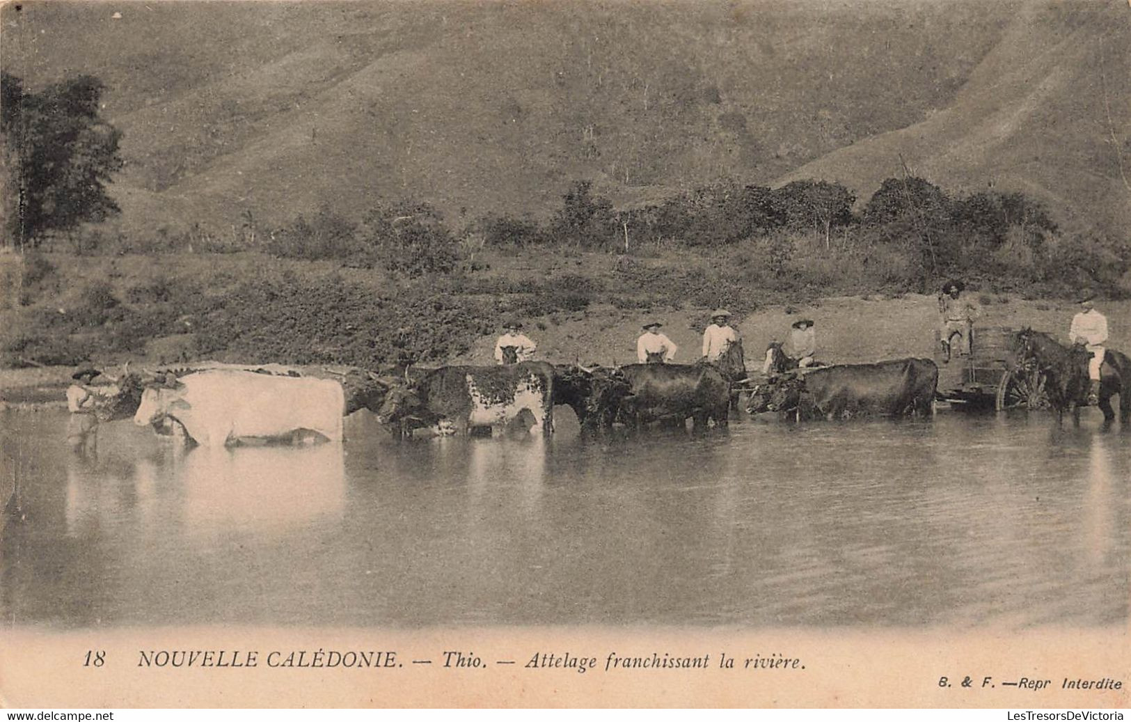 CPA NOUVELLE CALEDONIE - Thio - Attelage Franchissant La Riviere - B & F - Spannen