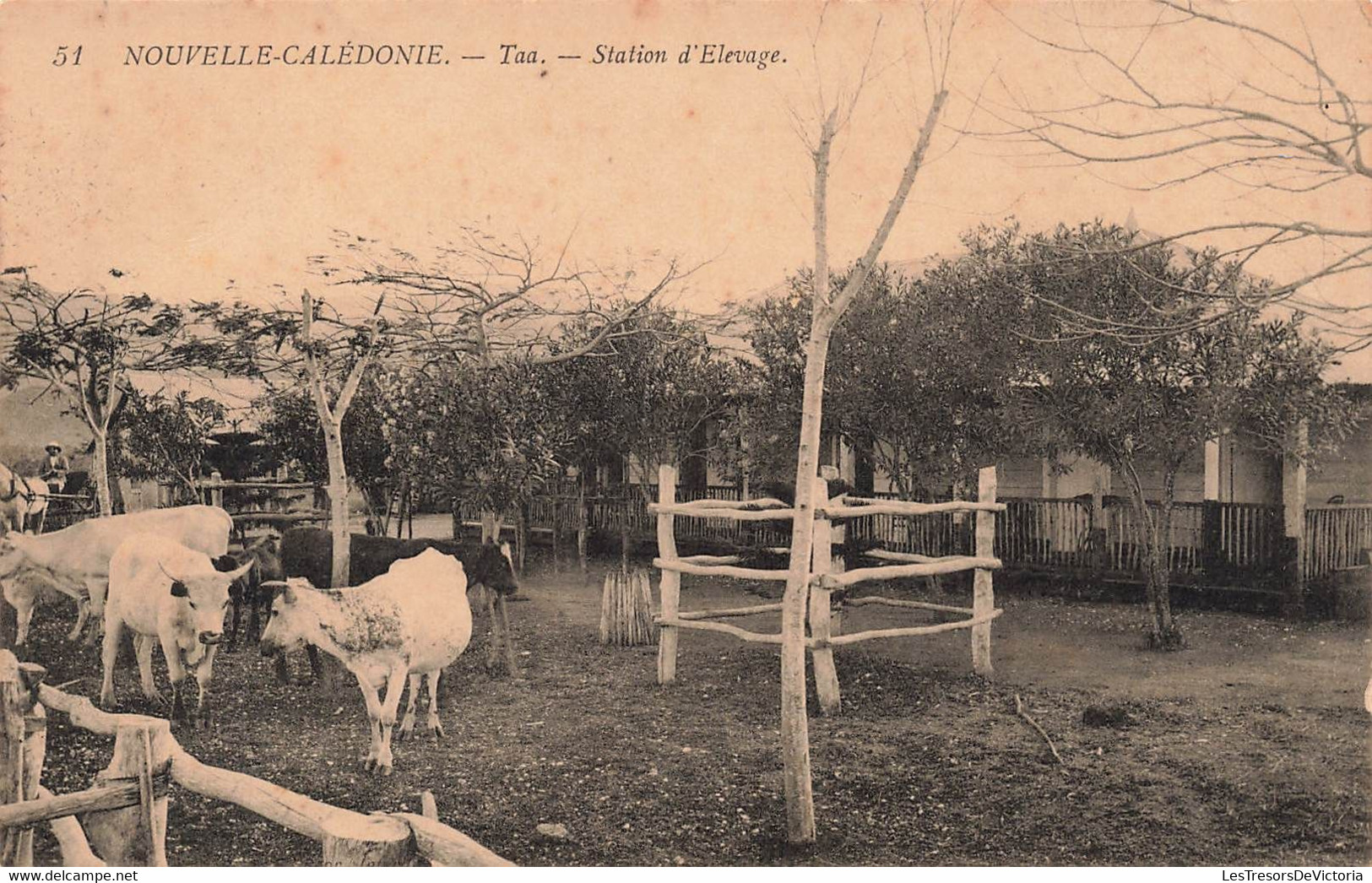 CPA NOUVELLE CALEDONIE - Taa - Station D'elevage - Vaches - Crías