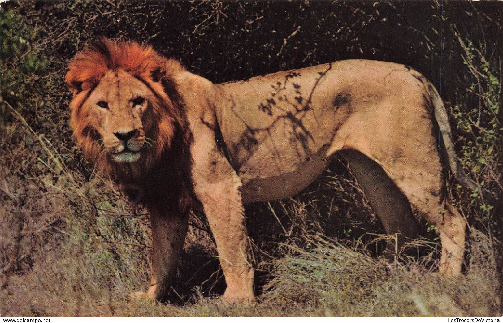 CP Animaux - Lion - African Wild Life - Sapra Studio Nairobi - Leoni
