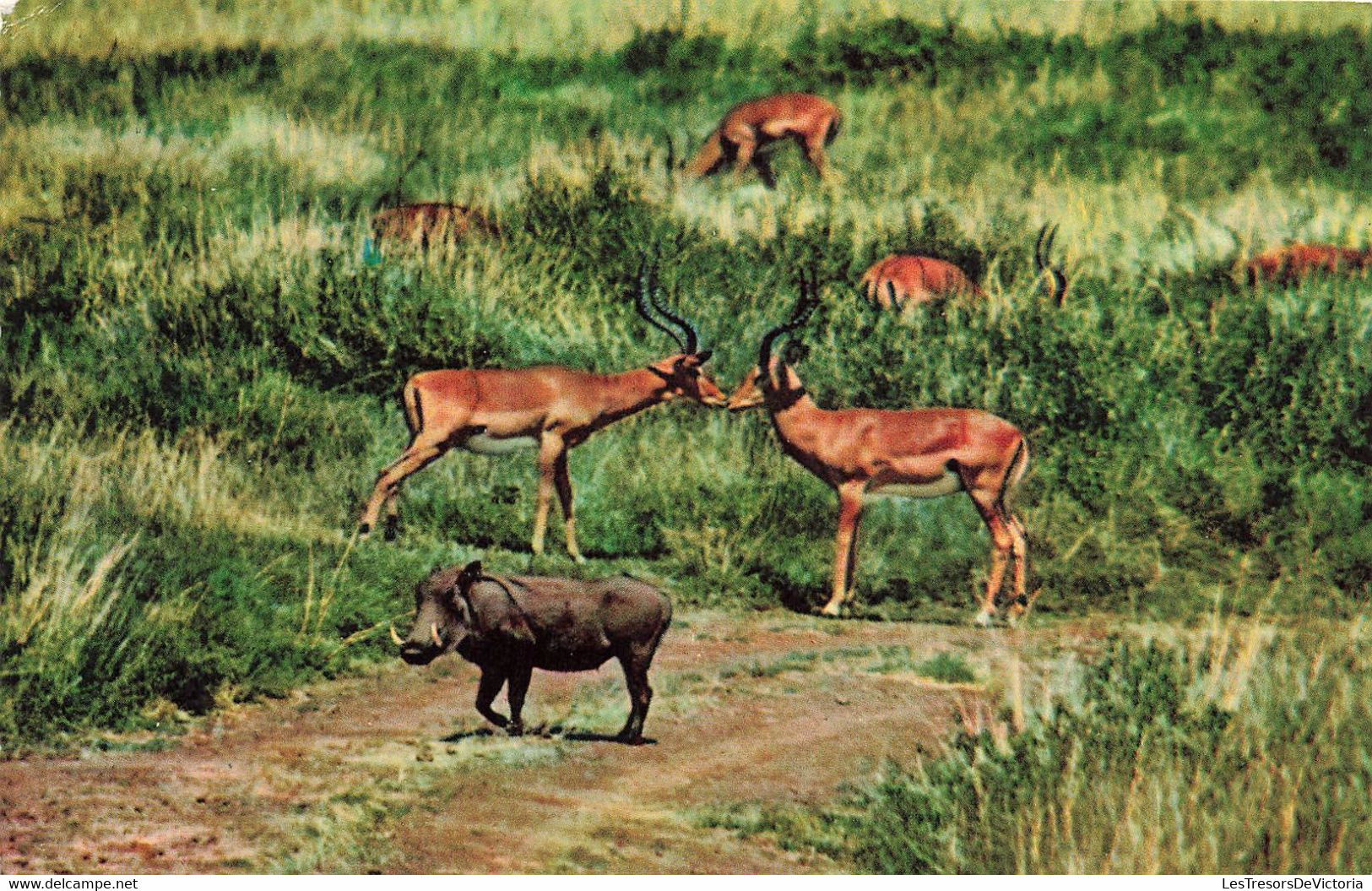 CP Animaux - Antilope Et Facochere - African Wild Life - Sapra Studio Nairobi - Löwen